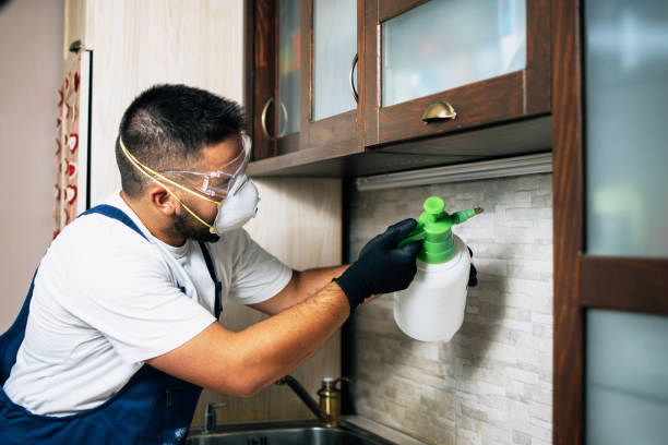 Best Flea Control Services  in Blue Earth, MN